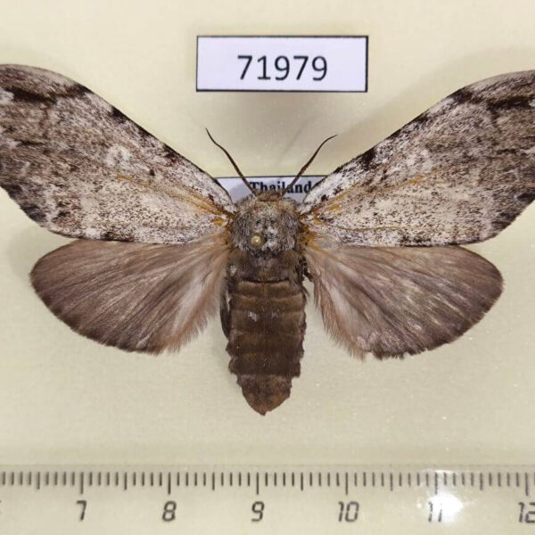 Notodontiidae Stauroplitis annulata f Thailand