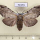 71979p Notodontiidae Stauroplitis annulata f Thailand $10