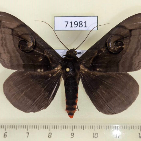 Noctuidae Spirama retorta Thailand