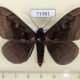 71981p Noctuidae Spirama retorta Thailand $8
