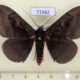 71982p Noctuidae Spirama retorta Thailand $7