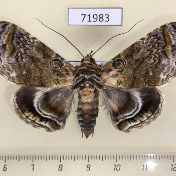 Noctuidae Cyclodes omma f Thailand