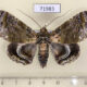 71983p Noctuidae Cyclodes omma f Thailand $20