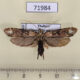 71984p Oecophoridae Casmara phobographa Thailand $10