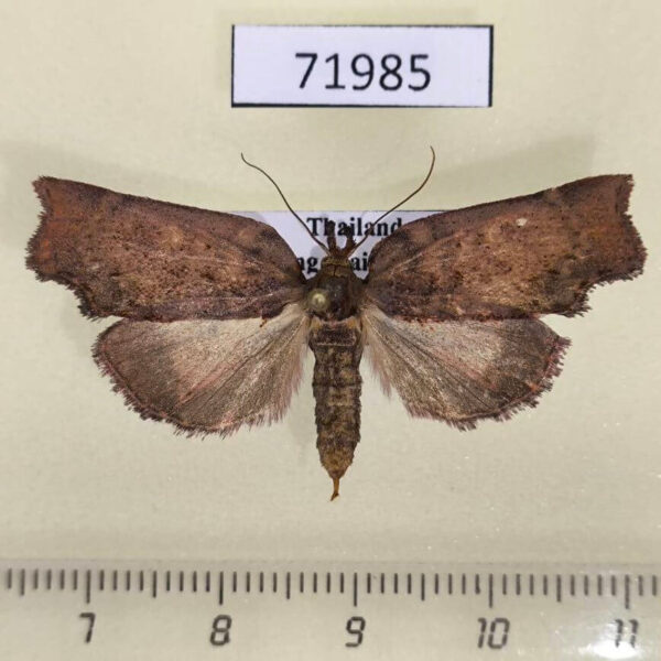 Tortricidae sp. Thailand