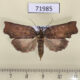 71985p Tortricidae sp. Thailand $7