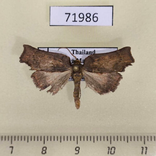 Tortricidae sp. Thailand