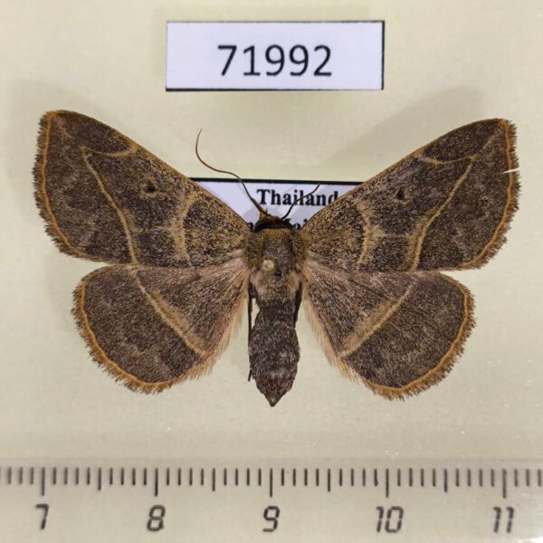 Noctuidae Condate sp. f Thailand