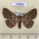 71992p Noctuidae Condate sp. f Thailand $13