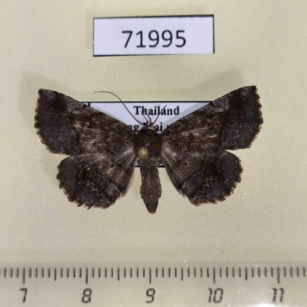 Noctuidae Pangrapta sp. f Thailand