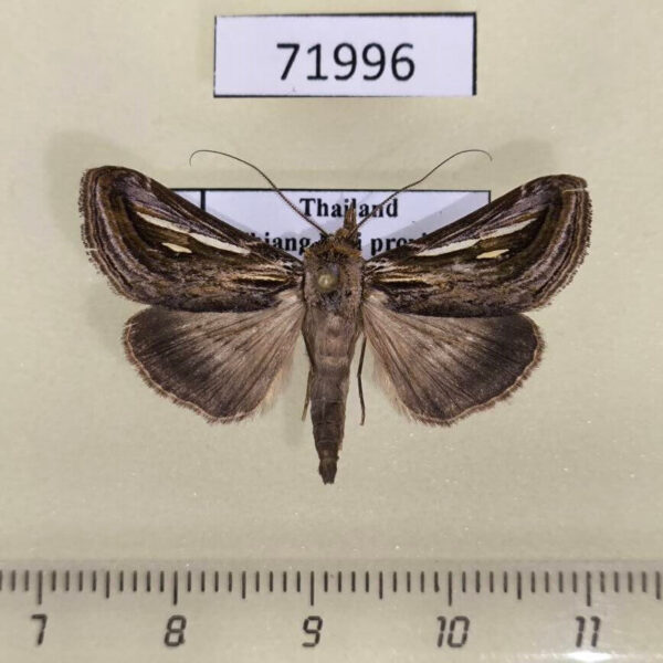 Noctuidae Schistorhynx lobata Thailand