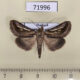 71996p Noctuidae Schistorhynx lobata Thailand $12