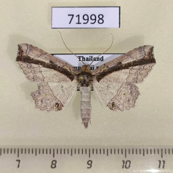 Noctuidae Tamba lala Thailand