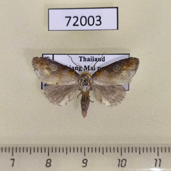 Noctuidae Opsyra chalcoela Thailand