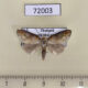 72003p Noctuidae Opsyra chalcoela Thailand $9