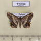 72004p Geometridae Chiasmia pluviata Thailand $5