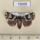 72009p Noctuidae Xenotrachea albidisca f Thailand $12