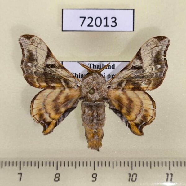Bombycidae Gunda ochracea Thailand