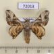72013p Bombycidae Gunda ochracea Thailand $15