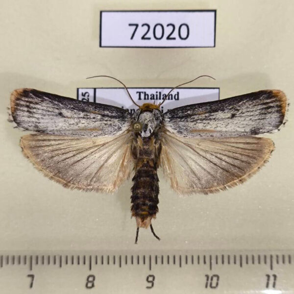 Oecophoridae Thymiatris loureiriicola Thailand