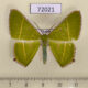 72021p Geometridae Ornithospila lineata Thailand $9
