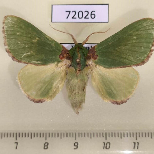 Limacodidae Parasa ostia Thailand