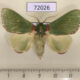 72026p Limacodidae Parasa ostia Thailand $10