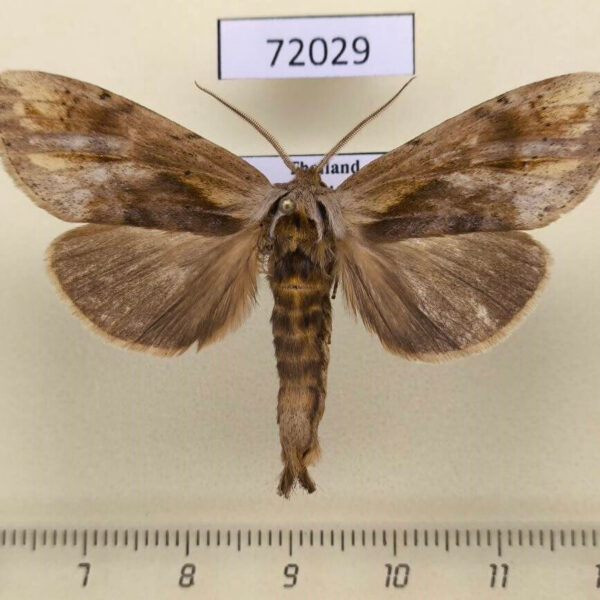Notodontiidae Honveda latifasciata Thailand