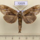 72029p Notodontiidae Honveda latifasciata Thailand $9
