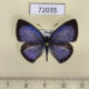 72035p Lycaenidae Acytolepis puspa gisca Thailand $9