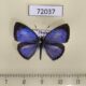 72037p Lycaenidae Acytolepis puspa gisca Thailand $9
