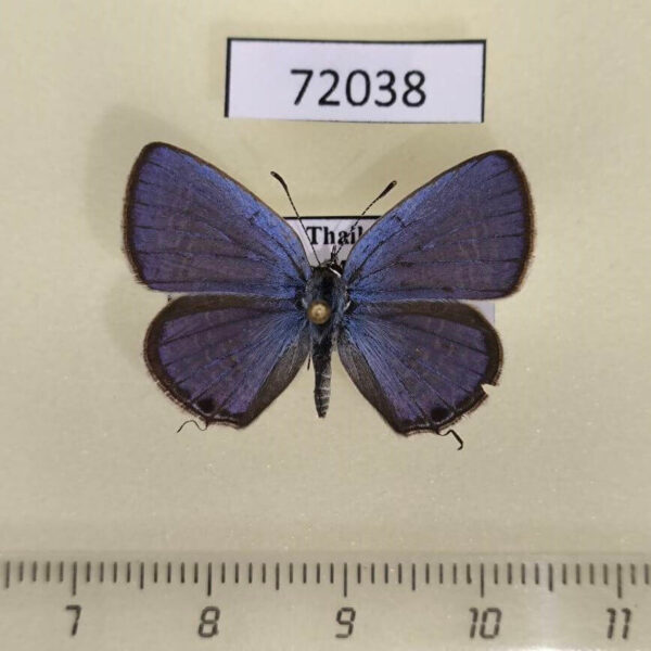 Lycaenidae Luthrodes pandava pandava Thailand