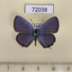 72038p Lycaenidae Luthrodes pandava pandava Thailand $7
