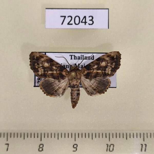 Euteliidae Marathyssa harmonica Thailand