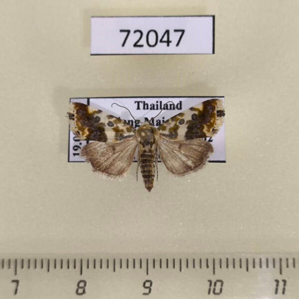 Noctuidae Acontia marmoralis Thailand
