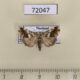72047p Noctuidae Acontia marmoralis Thailand $15