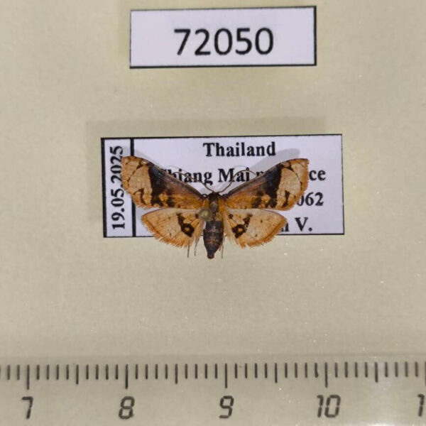 Thyrididae Rhodoneura lobulata Thailand