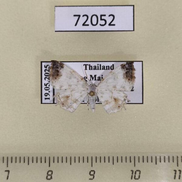 Uraniidae Epiplema sp. bicaudata Thailand