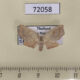 72058p Drepanidae Gogana sp. Thailand $8