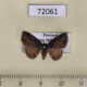 72061p Noctuidae Boletobiinae sp. Thailand $12