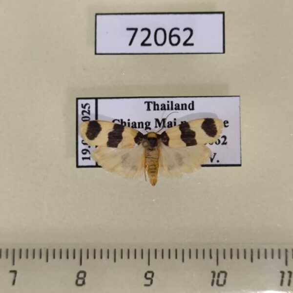 Arctiidae Garudinistis eburneana Thailand