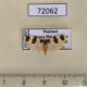 72062p Arctiidae Garudinistis eburneana Thailand $10