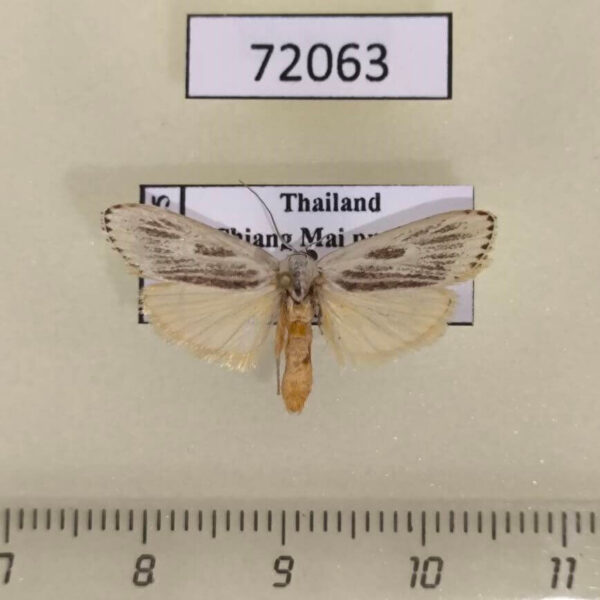 Moth sp. Thailand