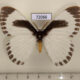 72066p Eupterotidae Melanothrix sp. nymphaliaria Thailand $14