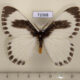 72068p Eupterotidae Melanothrix sp. nymphaliaria Thailand $13