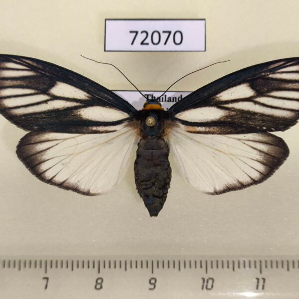 Arctiidae Macrobrochis prasena f Thailand