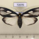 72070p Arctiidae Macrobrochis prasena f Thailand $17