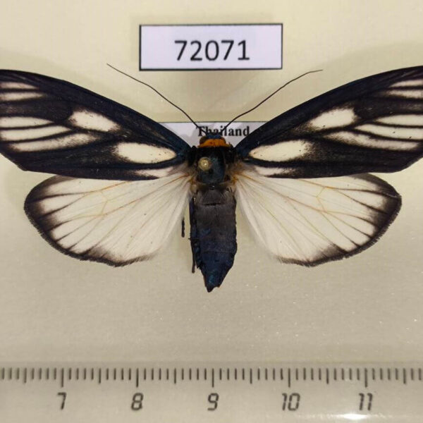 Arctiidae Macrobrochis prasena f Thailand