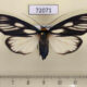 72071p Arctiidae Macrobrochis prasena f Thailand $20