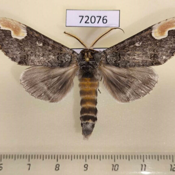 Notodontiidae Phalera huagtiao Thailand